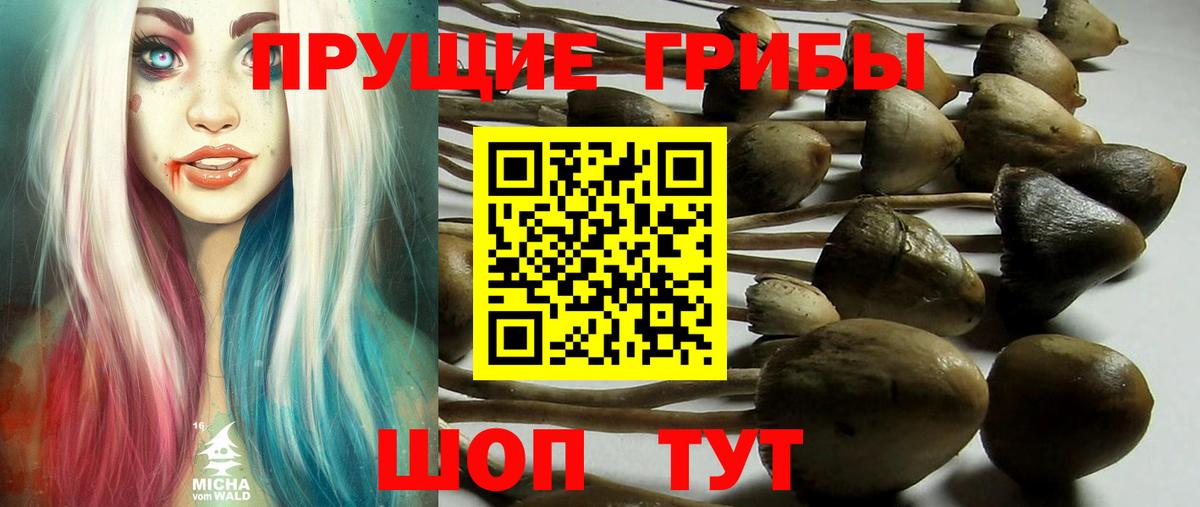 Галлюциногенные грибы Psilocybine cubensis Каменка